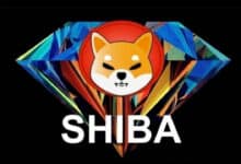 shiba